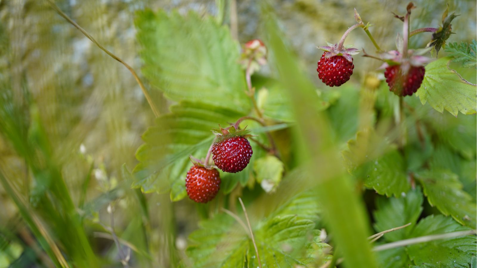 A shot of several developing small red fruits and its leaves outdoors