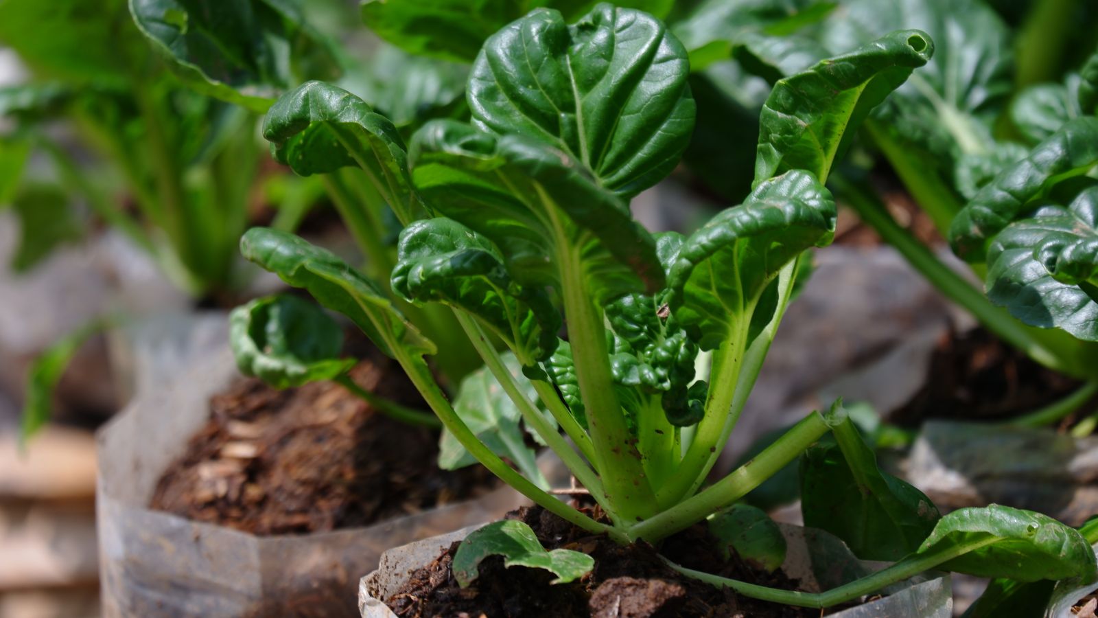 A shot of several developing spoon-shaped leaves of a crop