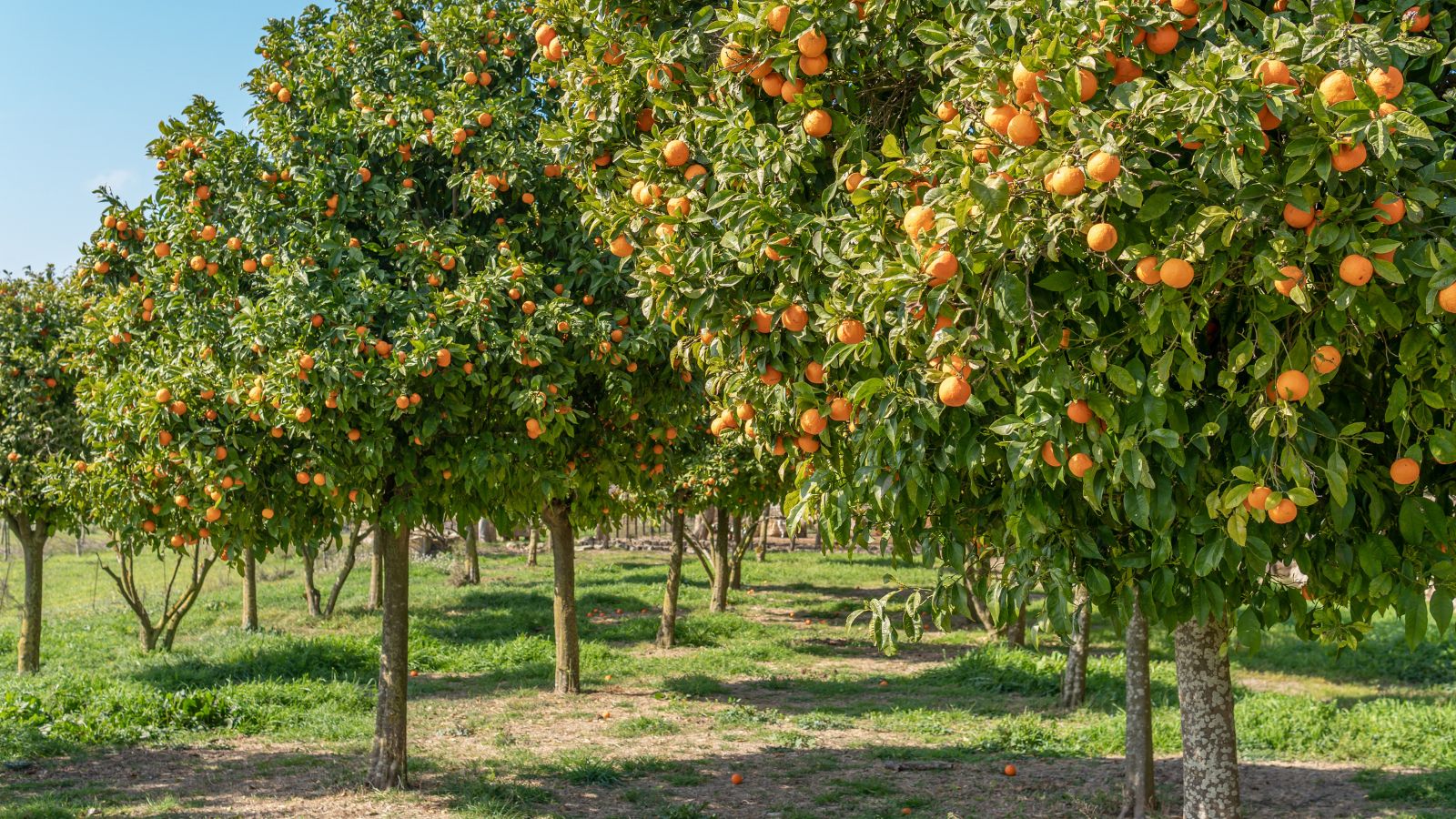 A shot of several fruit-bearing plants in a sunny area outdoors