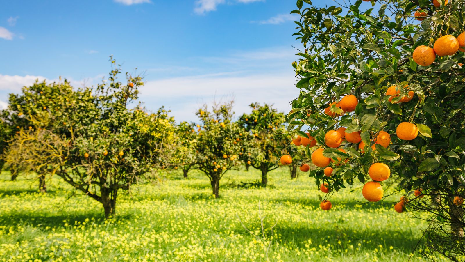 A shot of several large plants and their round orange fruits in a well lit area outdoors