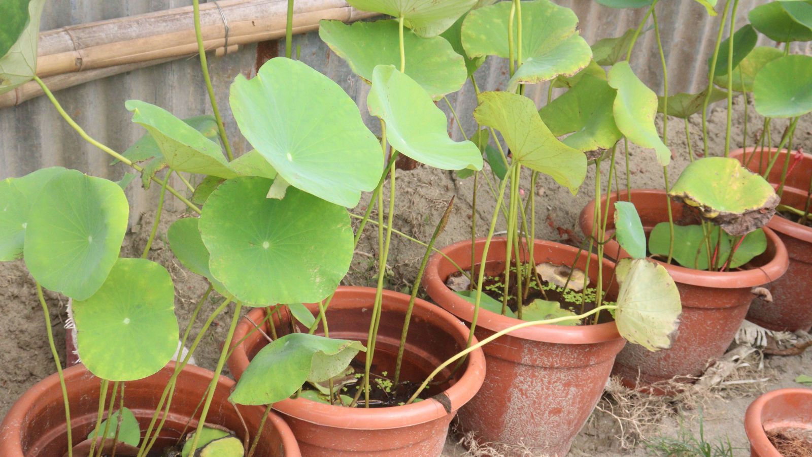 A shot of several leaves of potted perennials in a well lit area