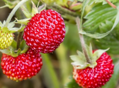 A shot of several red colored fruits called the alpine strawberries