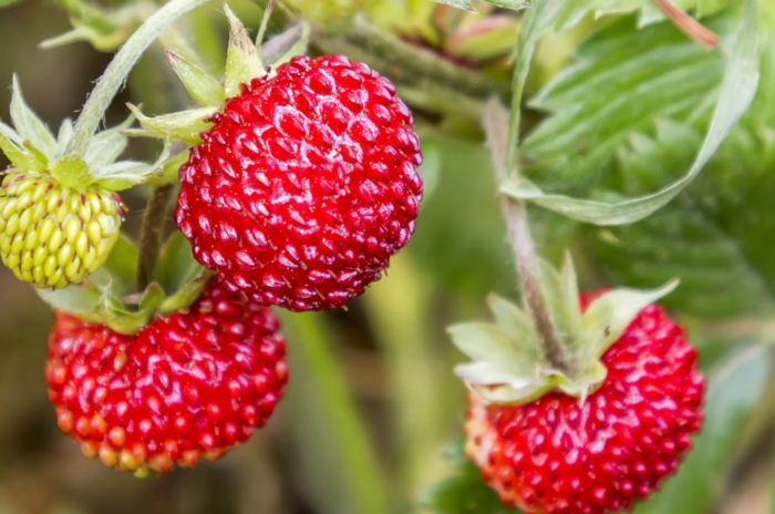 A shot of several red colored fruits called the alpine strawberries