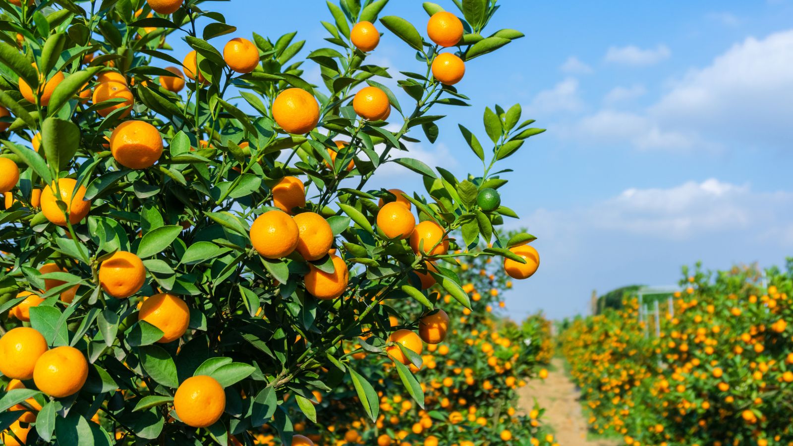 A shot of several rows of developing fruit saplings basking in bright sunlight outdoors