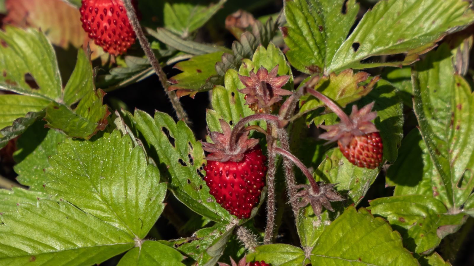 A shot of several wilting fruits and leaves in a well lit area outdoors