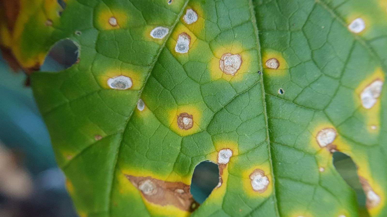 A close-up shot of yellow-brown leaf spots on a green leaf of a plant