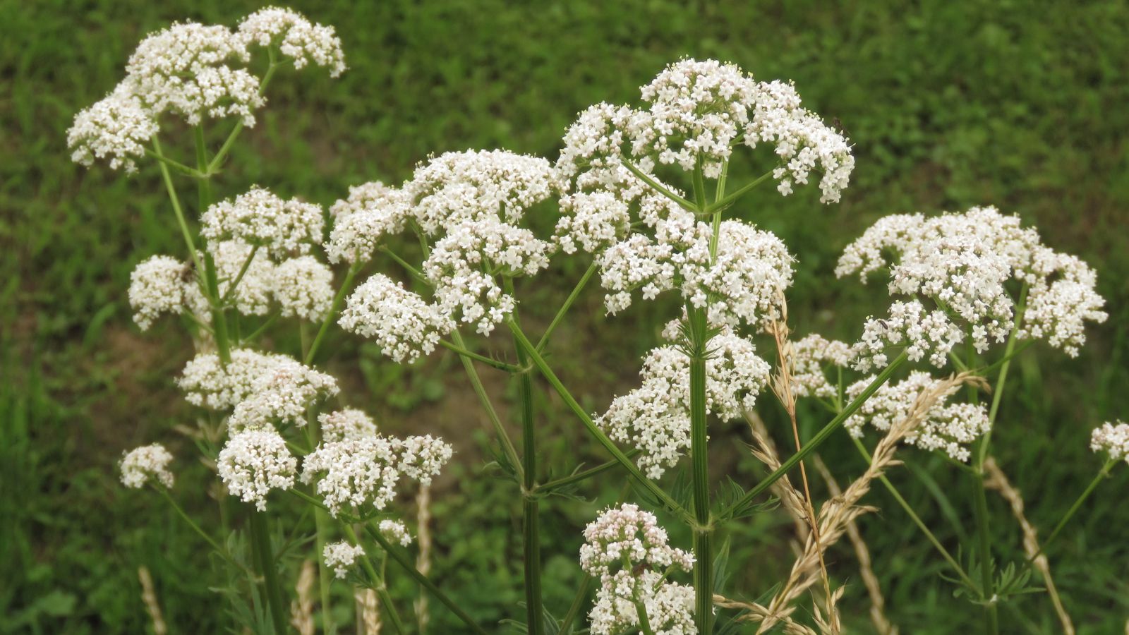 An area with multiple Pimpinella anisum plants, appearing to have healthy and white flower clusters with deep green foliage