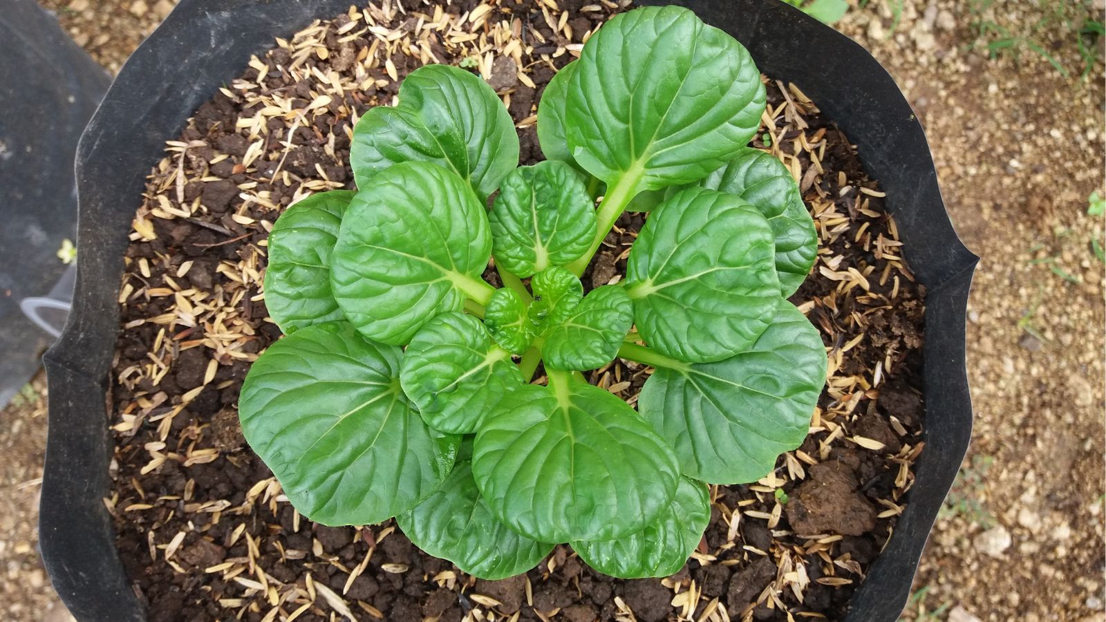 An overhead shot of a developing green colored crop in a well lit area