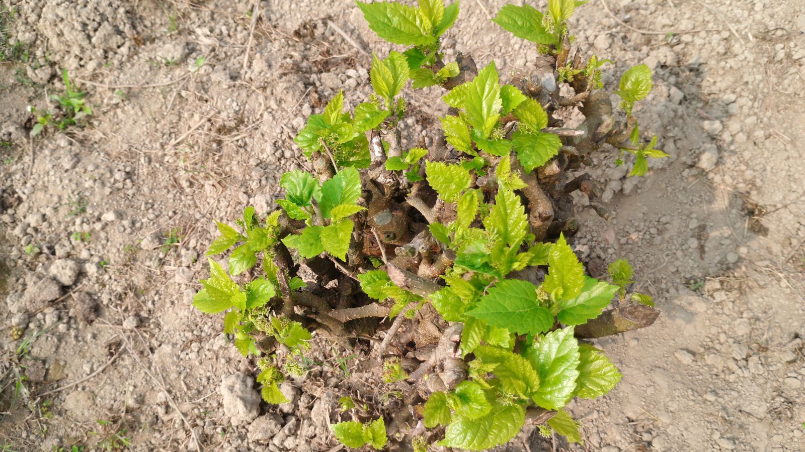 An overhead shot of a developing sapling in a well lit area outdoors
