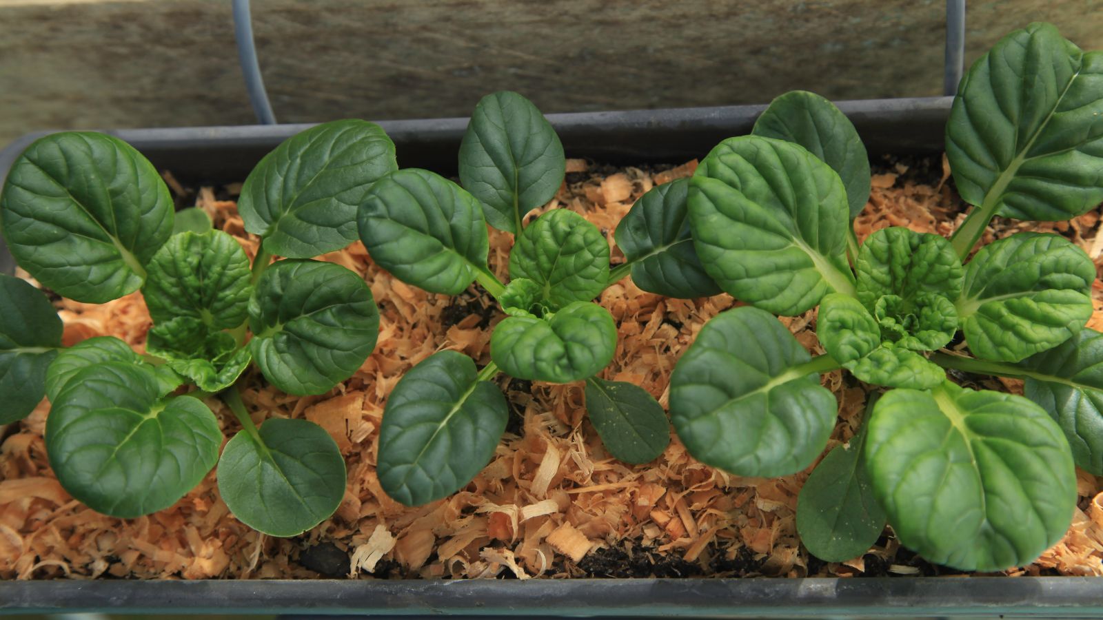 An overhead shot of developing seedlings of a vegetable