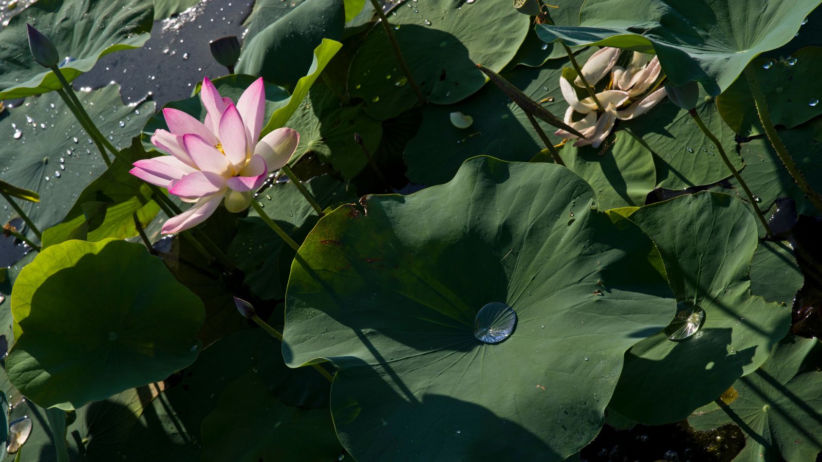 An overhead shot of leaves and a flower of an aquatic perennial in a well lit area