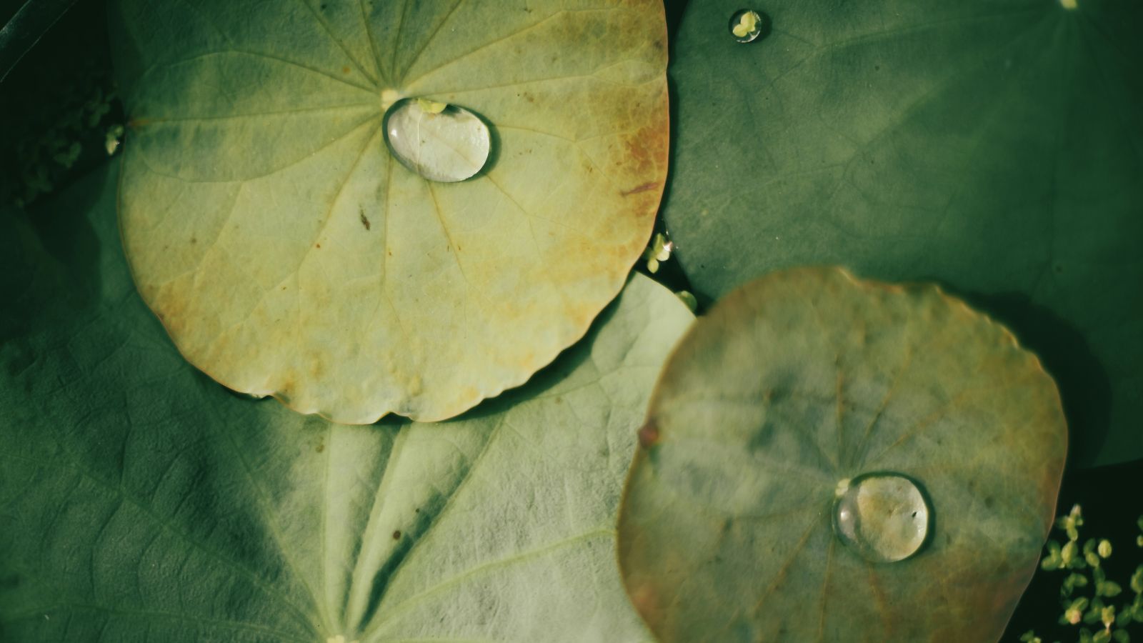 An overhead shot of a few yellowing leaves of an aquatic perennial