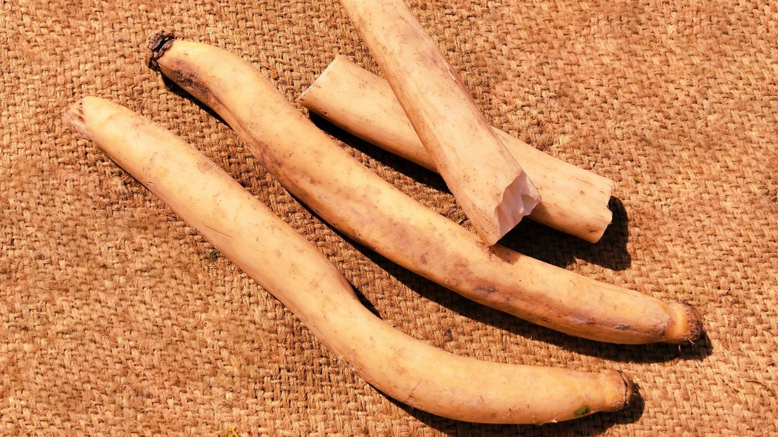 An overhead shot of rhizomes of an aquatic perennial on top of a woven surface in a well lit area