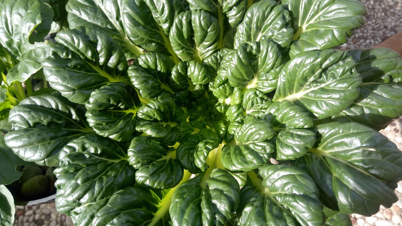An overhead shot of spoon-shaped leaves of a crop basking in bright sunlight outdoors