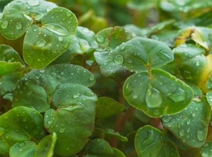 Buckwheat microgreens with vibrant green color sprinkled with water, droplets sitting on the leaves