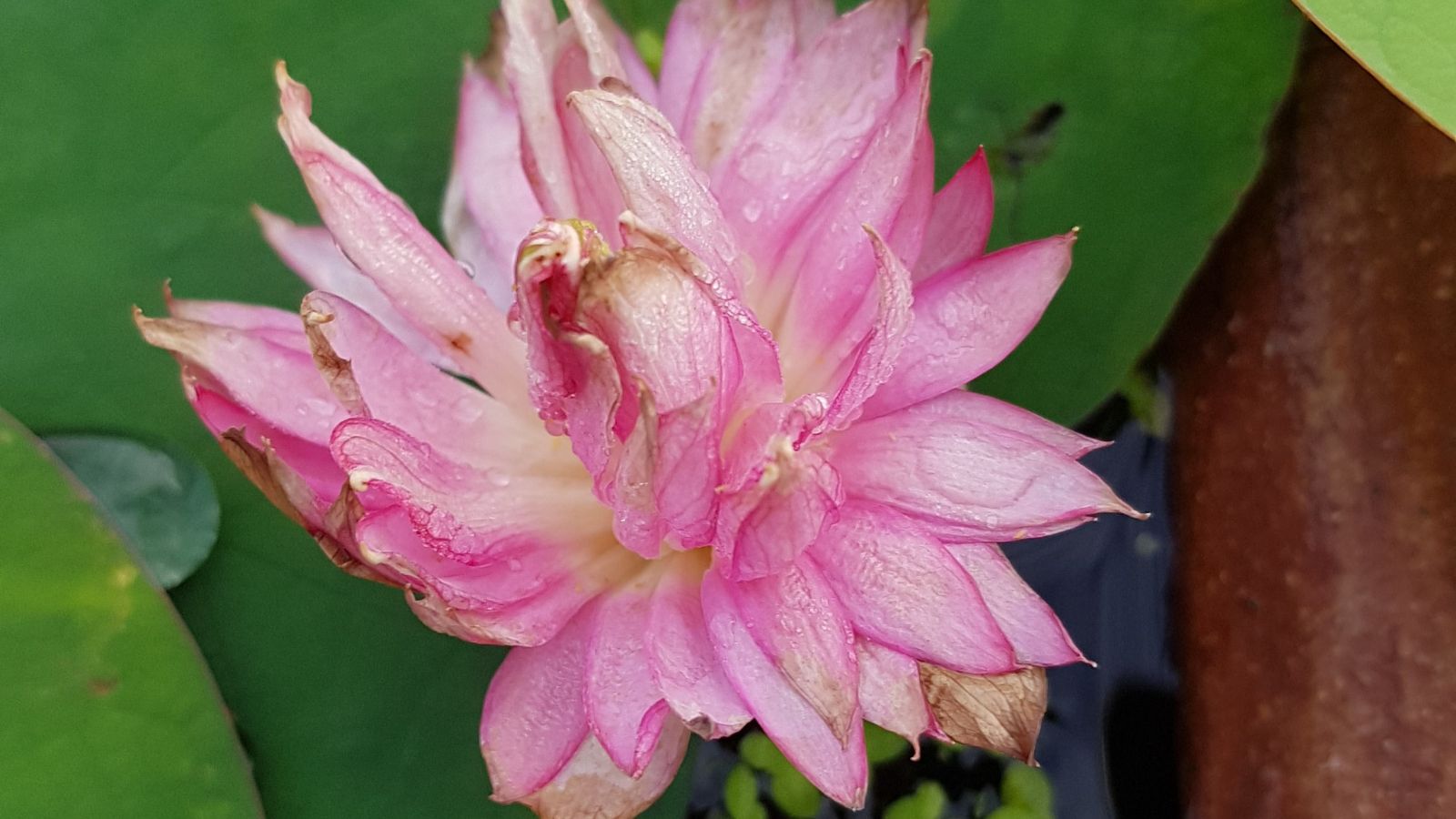 A close-up shot of a pink flower of a variety of an aquatic perennial called Chinese Double Rose