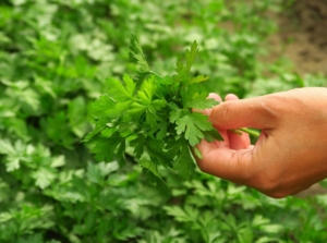 A close up showing how to harvest parsley, appearing to have a woman grabbing the plant by the leaves to harvest them