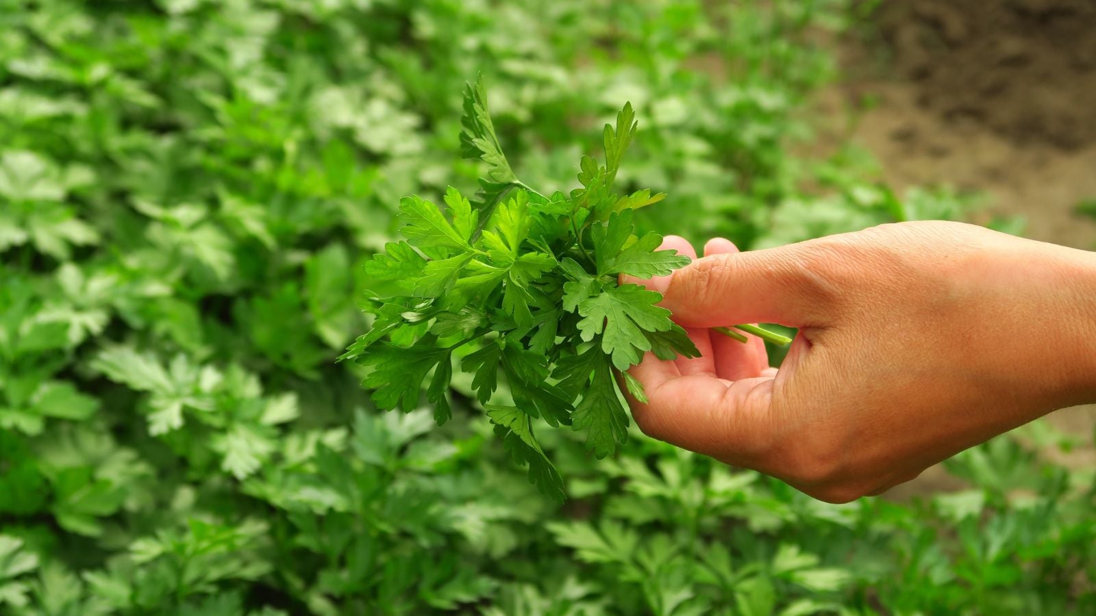 A close up showing how to harvest parsley, appearing to have a woman grabbing the plant by the leaves to harvest them