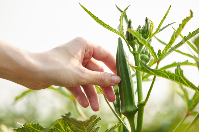 A hand holding on to a crop, including Okra companion plants, having bright green foliage and stems under the bright warm sunlight