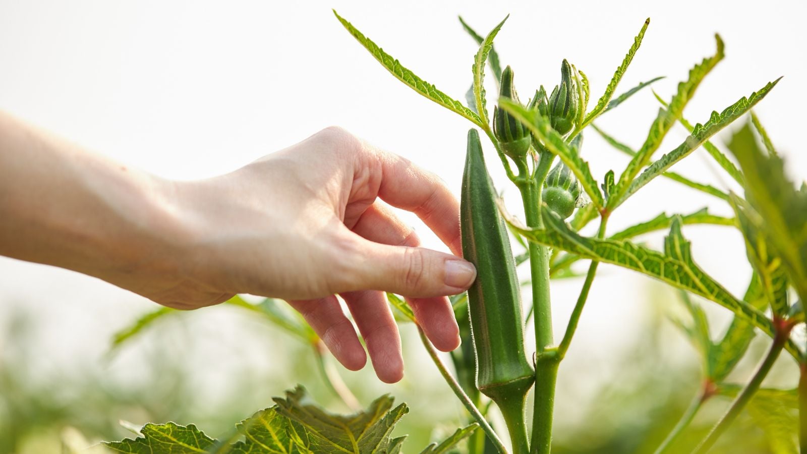A hand holding on to a crop, including Okra companion plants, having bright green foliage and stems under the bright warm sunlight