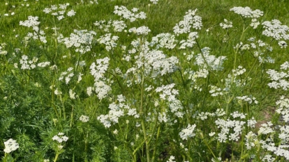 An area covered in Pimpinella anisum plants having lush green foliage with pure white flower clusters