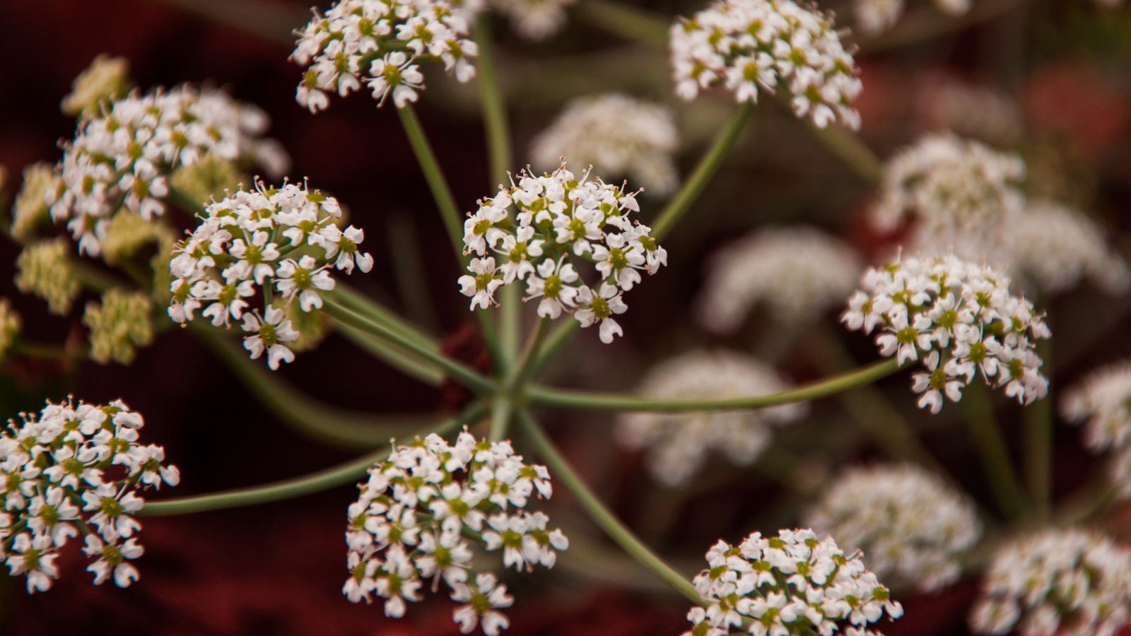 A close up shot of Pimpinella anisum blooms appearing to have lovely white petals attached to green stems