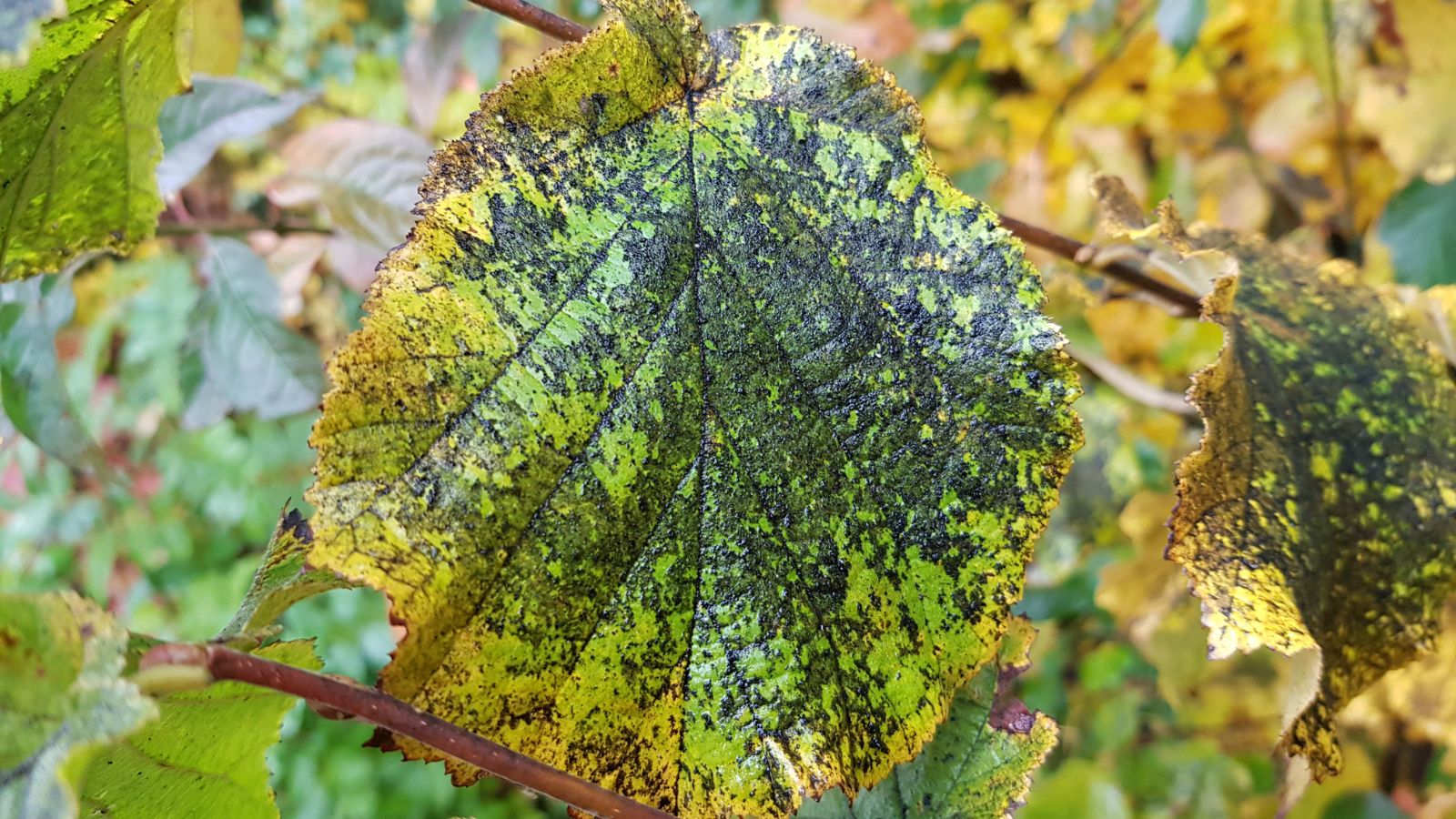 A shot of a leaf infected with Psuedomonas syringae