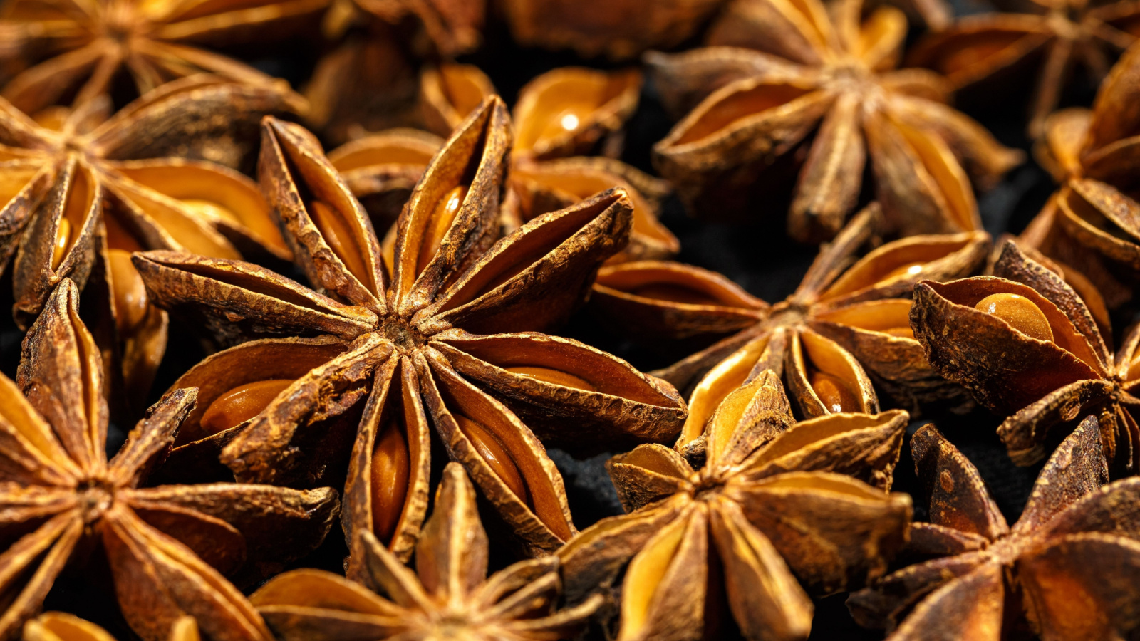 A close up shot of Pimpinella anisum seed pods appearing dry with round seeds still surrounded by dark casings