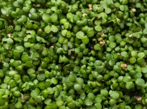 Spread of mustard microgreens with vivid green colored leaves on dark brown soil