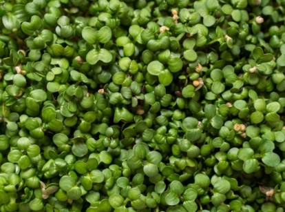 Spread of mustard microgreens with vivid green colored leaves on dark brown soil