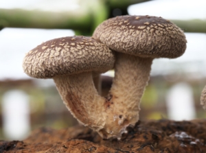 Growing shiitake mushrooms, showing developing fungi on a substrate placed somewhere shady and damp meant to grow these crops