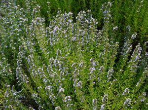 Herb savory growing in the garden.