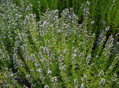 Herb savory growing in the garden.