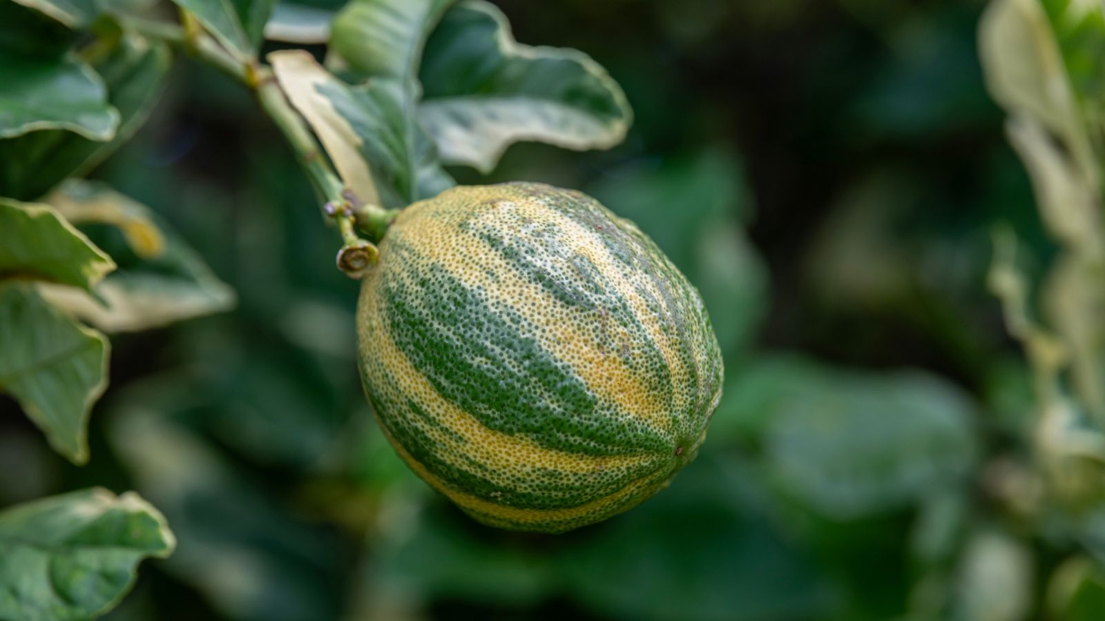 A Variegated Pink Eureka fruit, appearing to be stunted having a deep green color with yellow markings