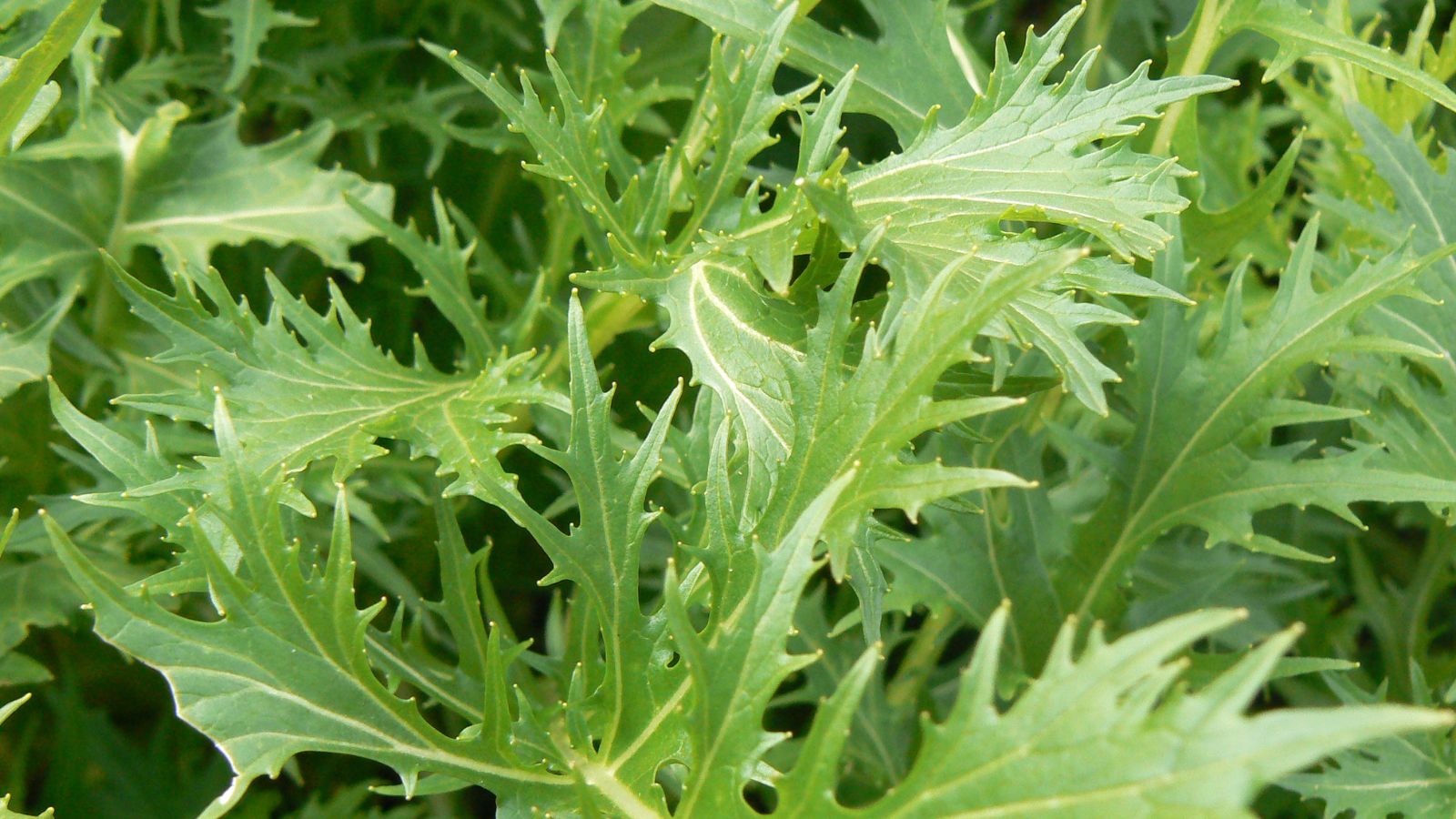 A close up shot of Brassica rapa var. nipposinica leaves appearing to have feathery green leaves placed somewhere with warm sunlight