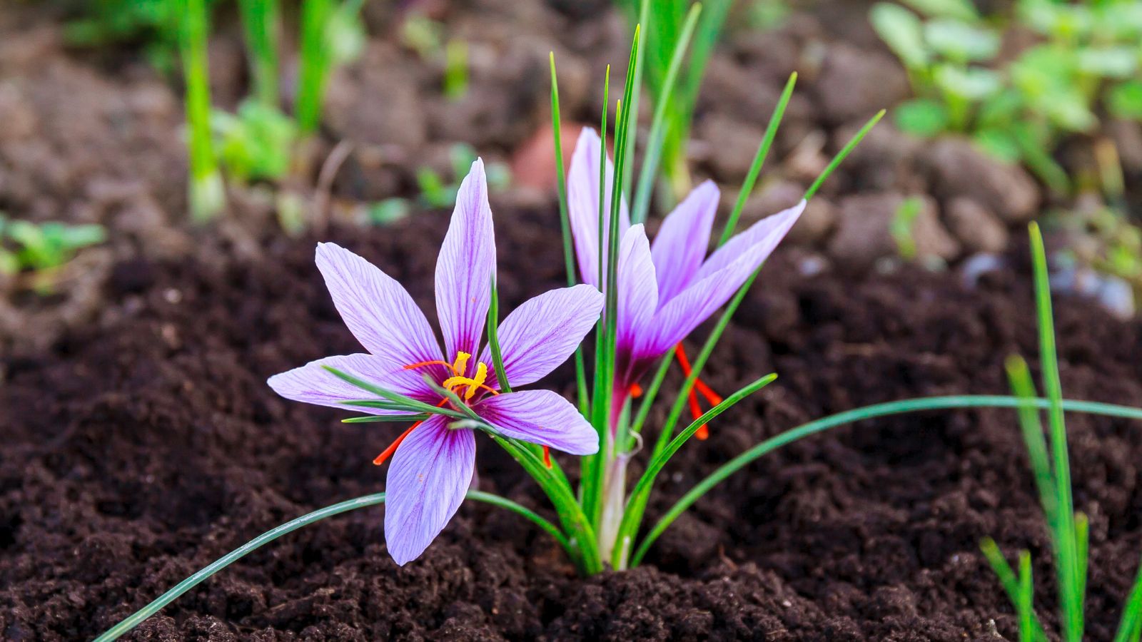 A close-up shot of a developing purple colored flower of a spice plant, all situated in a well lit area outdoors