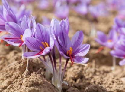 A close-up shot of a large composition of vibrant purple colored flowers of a spice plant, showcasing how to grow saffron