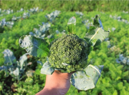 A close-up shot of a person's hand in the process of holding a harvested brassica crop, with a large field in the background, showcasing broccoli companion plants