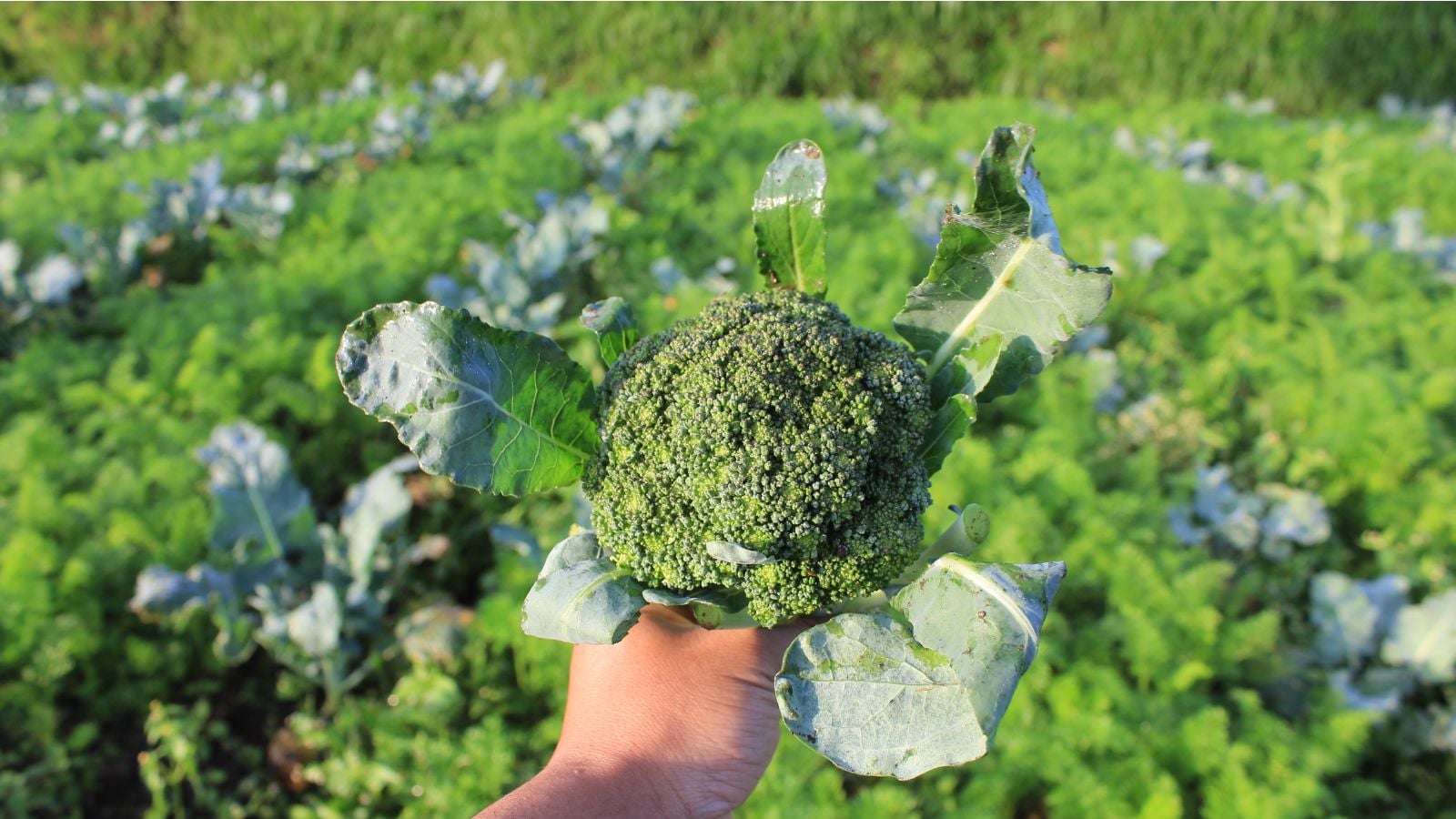 A close-up shot of a person's hand in the process of holding a harvested brassica crop, with a large field in the background, showcasing broccoli companion plants