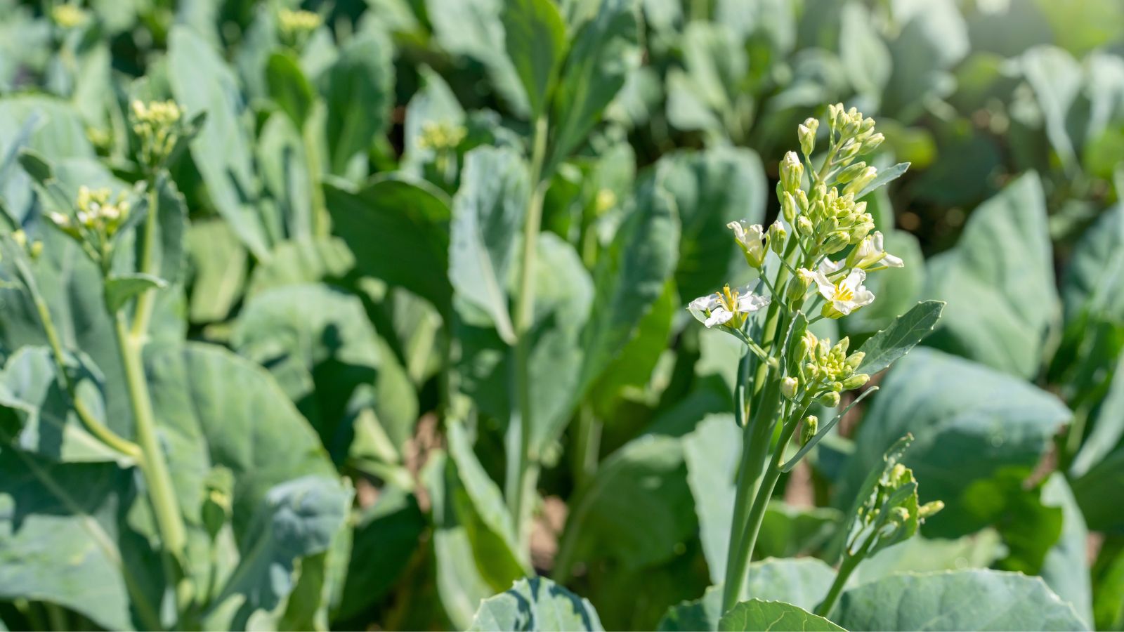 A close-up shot of leaves and flowers of a crop in a well lit area outdoors