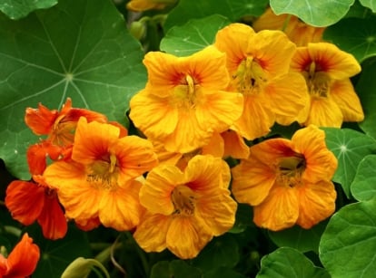 A close-up shot of yellow and orange flowers of the nasturtium