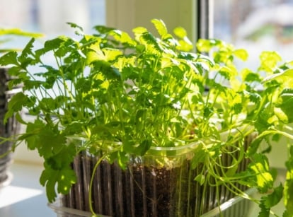 A healthy growing cilantro indoors, looking like healthy seedlings placed near the window with abundant sunlight