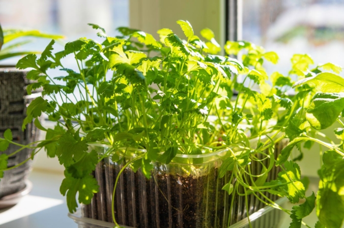 A healthy growing cilantro indoors, looking like healthy seedlings placed near the window with abundant sunlight