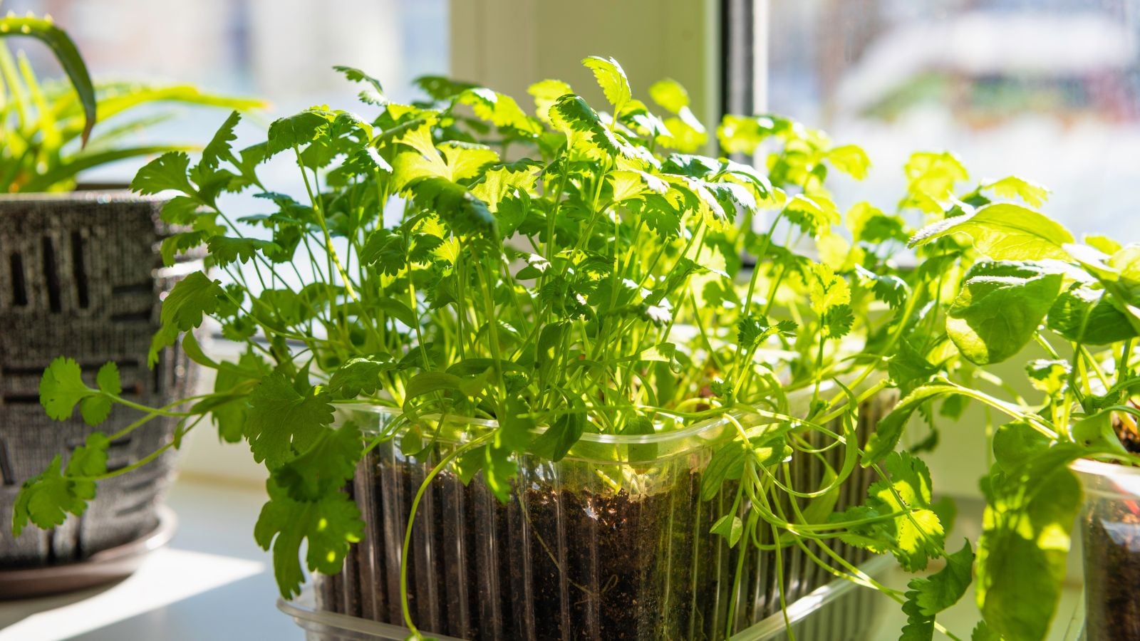 A healthy growing cilantro indoors, looking like healthy seedlings placed near the window with abundant sunlight