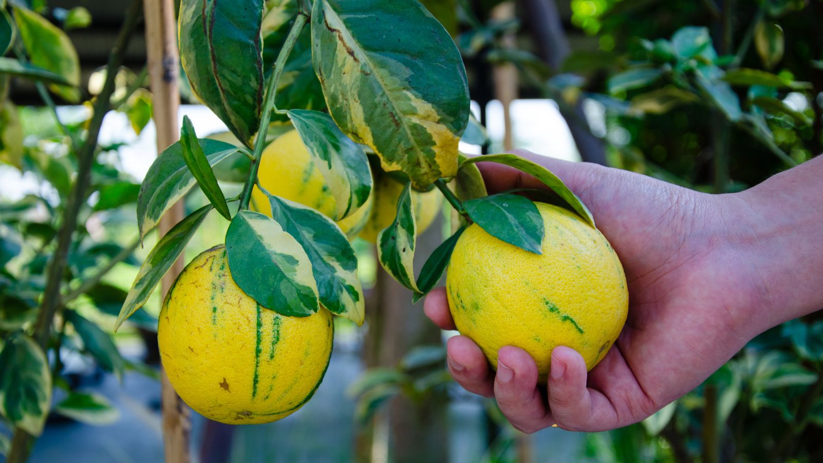A person picking fruit from a Variegated Pink Eureka plant, with the fruit appearing yellow with bright green markings