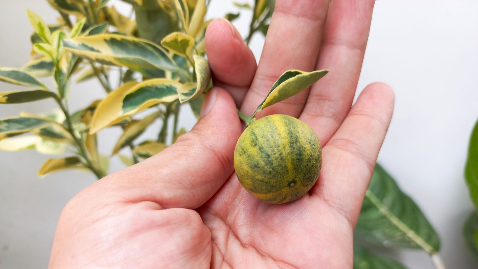 A person using bare hand to hold an unripe Variegated Pink Eureka fruit, appearing small and green with hints of yellow hues