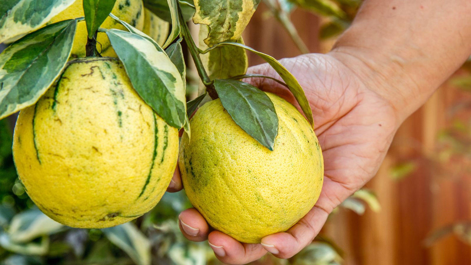 A person using their bare hand to hold a Variegated Pink Eureka fruit, with the round fruits looking vibrant yellow with vivid green lines