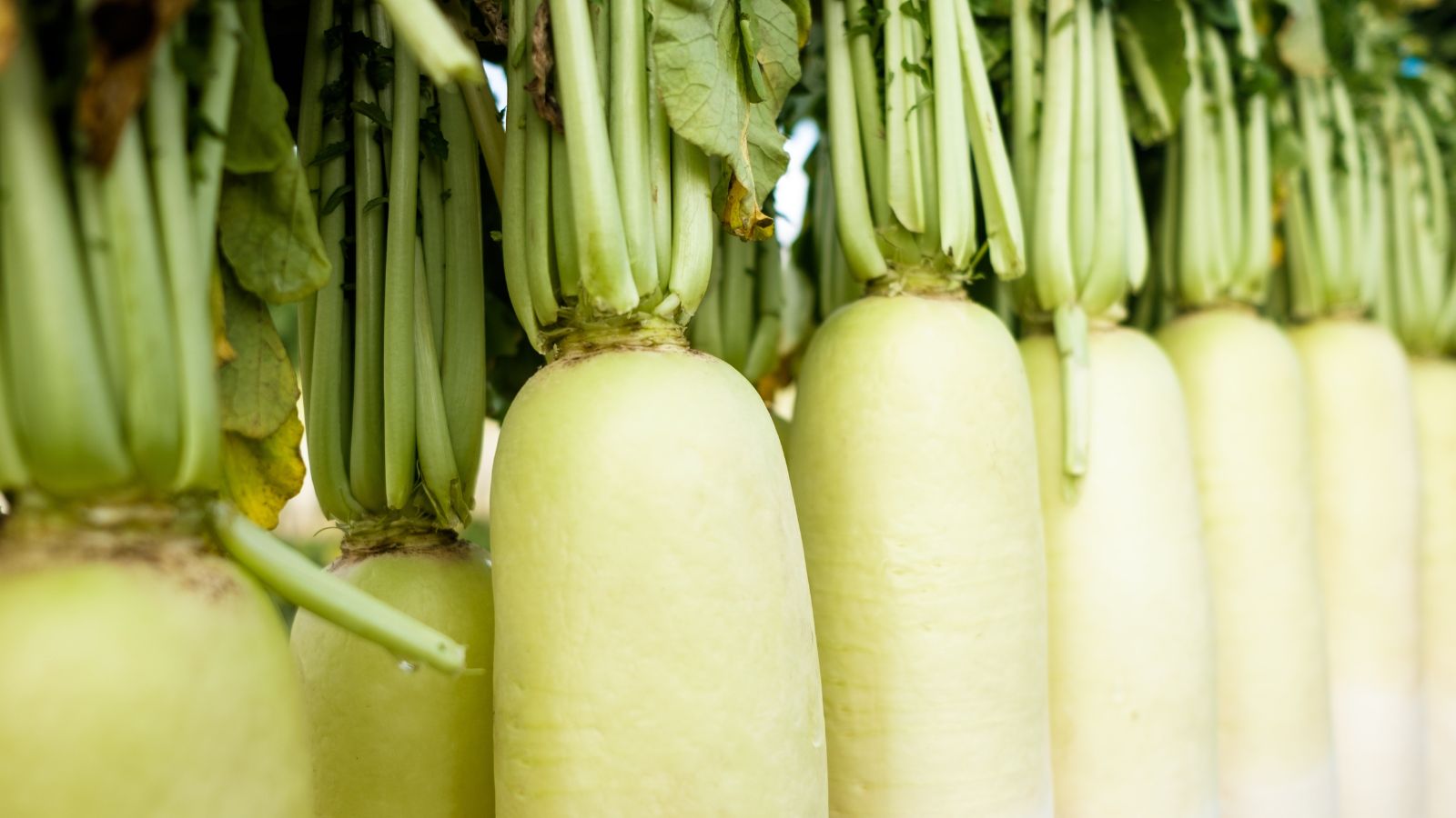 A pile of Raphanus sativus var. longipinnatus with bright green tops, appearing to have white skin appearing smooth with a hint of green