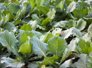 A shot of a field of several developing chinese broccoli