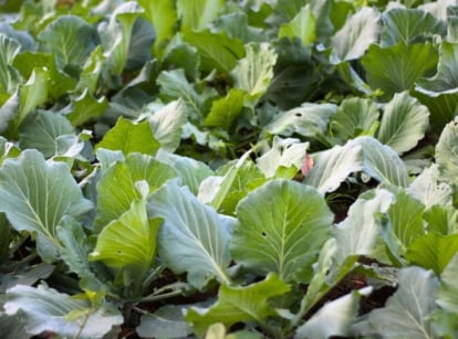 A shot of a field of several developing chinese broccoli